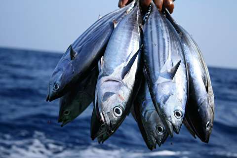 Norwegians to Develop Iran’s Fisheries