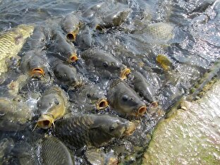 آغاز فصل تکثیر ماهیان گرمابی در خوزستان