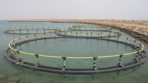 ایجاد زیستگاه‌های مصنوعی برای تقویت ذخایر آبزیان در بوشهر